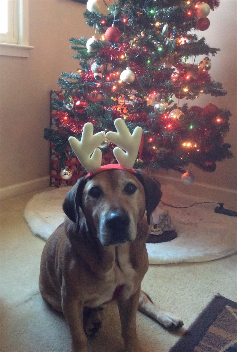 Virtual Fostering Boarding/Kennel Fee (1 day)